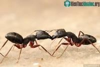 Ảnh Nghiên cứu mới: Kiến "nôn" vào miệng nhau để hình thành quan hệ xã hội