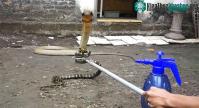 Ảnh Video: Bị dồn đến đường cùng, rắn khoang đen vàng điên cuồng tấn công rắn hổ mang chúa