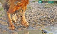 Ảnh Chú rùa nhỏ "tuổi trẻ tài cao", dũng cảm đuổi cặp sư tử khỏi lãnh thổ