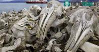 Ảnh Phát hiện xương chất đống ở bờ biển, du khách báo cảnh sát nhận được lệnh cấm không được chạm vào