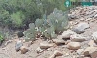 Ảnh Rắn đuôi chuông "tàng hình" siêu đỉnh ở trên sườn dốc bang Arizona - Mỹ
