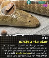 Ảnh Con trăn đang thu hút nhiều sự quan tâm  của cộng đồng mạng: Con mồi không thể "ngừng cười" mà chết