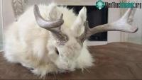 Ảnh Sự thật về giống thỏ kỳ lạ có sừng như nai