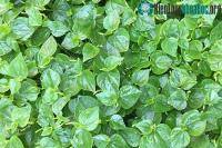 Ảnh Những lợi ích ít người biết của rau càng cua