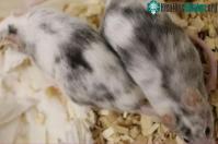 Ảnh Sử dụng công nghệ chỉnh sửa gene lựa chọn giới tính cho động vật để giảm sát sinh