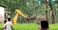 Ảnh Video: Voi mẹ hùng hổ lao tới "đánh nhau" với máy xúc để bảo vệ con mình