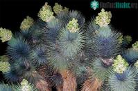 Ảnh Cây cọ Yucca kỳ lạ nở hoa trong hoang mạc