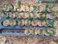 Ảnh Công nghệ mới "ép" lan hồ điệp ra hoa như ý mang lại hiệu quả kinh tế cao