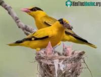 Ảnh Sự thật đen tối và bất nhân đằng sau những kiệt tác về các loài chim hoang dã của người Trung Quốc