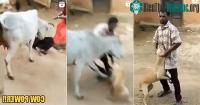 Ảnh "Quả táo nhãn lồng": Người đàn ông ngược đãi một con chó thì bị bò xông đến tấn công