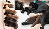 Ảnh Chuyện lạ: Chó mẹ màu đen đẻ ra con lông màu vàng và nâu cực hiếm gặp