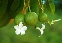 Ảnh Giải mã độc tính khủng khiếp của "cây tự sát": Loài cây dại mọc ở bờ biển