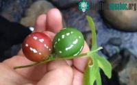 Ảnh "Dưa hấu" mini - loại quả mọc đầy ven đường, chuyên gia cảnh báo: Cấm trẻ con lại gần!