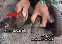 Ảnh Cách phân biệt rắn hổ mang chúa, hổ trâu và hổ mang thường