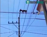 Ảnh "Quàng thượng" nổi hứng đu dây điện, "sen" hoang mang không biết sao lên nổi