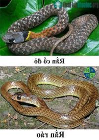 Ảnh Đi bắt rắn ráo, ngờ đâu suýt tóm nhầm rắn cực độc nguy hiểm hơn cả rắn hổ mang chúa