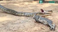 Ảnh Chó sủa vang trời báo cho người nông dân biết con trăn dài gần 2,5 mét nuốt mèo cưng