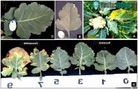 Ảnh Tìm ra bí mật về bệnh thối đen (black rot) trên rau vụ đông