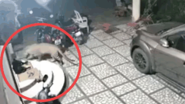 Ảnh Video: Báo đốm đột nhập vào nhà dân rồi tung đòn tấn công chó nhà và cái kết gay cấn