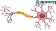Ảnh Chỉ sau 8 tiếng, loại virus này sẽ chui vào não và nó sẽ trở nên bất tử