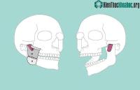 Ảnh Nhóm nghiên cứu phát hiện cấu trúc chưa từng thấy trong cơ thể người