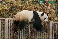 Ảnh Trung Quốc: Gấu trúc vượt rào, thi triển kungfu “vượt ngục” như phim
