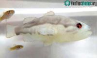 Ảnh Thiết kế mẫu cá robot với mục đích đuổi cá xâm hại