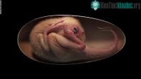 Ảnh Hoá thạch phôi khủng long được bảo quản nguyên vẹn trong quả trứng 70 triệu năm tuổi