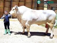 Ảnh "Quái vật" gia súc tồn tại lâu đời nhất trên Trái đất, cao 2 mét vànặng 1700kg