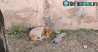 Ảnh Ánh mắt chó mẹ vô cùng lo âu "cầu xin" sự giúp đỡ vì con sắp chết, cuối cùng phép màu đã xảy ra!