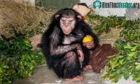 Ảnh Tinh tinh nhỏ tuổi do con người nuôi nấng bị đồng loại đánh chết