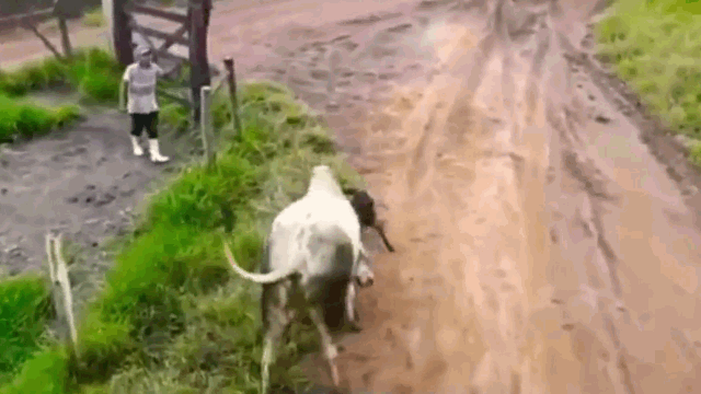 Ảnh Chó Pitbull gây sự nhầm đối thủ, bị bò húc văng lên không trung