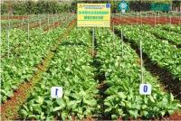 Ảnh Nhà khoa học Việt chế tạo loại phân bón loại mới có thể tăng năng suất hơn 300%