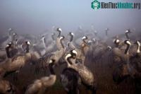 Ảnh Hàng ngàn con sếu chết trong thảm hoạt thiên nhiên tồi tệ nhất ở Israel