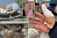 Ảnh Con sóc "điên" gieo rắc nỗi kinh hoàng cho thị trấn Buckley, người dân không dám ra đường