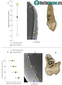 Ảnh Người Neanderthal: Có tốc độ sinh trưởng và phát triển nhanh hơn con người
