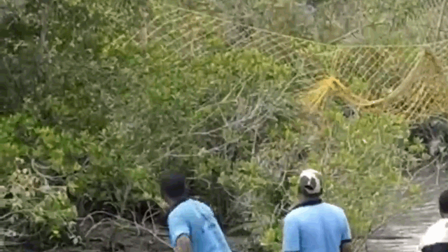 Ảnh Video: Hổ dữ lao ra tấn công người dân và diễn biến đầy bất ngờ phía sau
