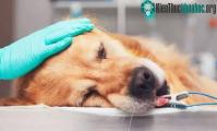 Ảnh Thói quen ăn thịt làm tăng nguy cơ ung thư ở những loài động vật có vú
