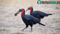 Ảnh Hồng hoàng - Điểu lôi linh thiêng của người Zimbabwe sắp tuyệt chủng