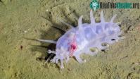 Ảnh Sea Pig - Một trong những loài động vật kỳ lạ nhất dưới đại dương
