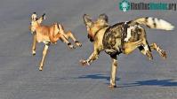 Ảnh Khó khăn lắm mới săn được mồi, chó hoang bị linh cẩu và báo săn nẫng tay trên