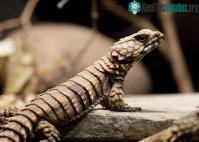 Ảnh Thằn lằn Armadillo - Một loài rồng ở ngoài đời thực