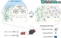 Ảnh Các nhà khoa học tìm ra phương pháp điều khiển não bộ bằng ánh sáng