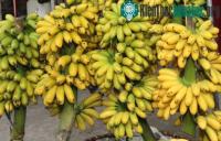Ảnh Chuối ngự - Giống chuối ngon nhất cả nước được người xưa lựa để tiến vua