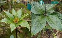 Ảnh Chàng trai chia sẻ loài cây lạ nở hoa màu xanh, dân mạng khẳng định là thứ vô cùng quý ở Việt Nam
