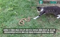 Ảnh Con mèo liên tục tung "miêu quyền" về phía đối thủ nhưng kết thúc trận chiến lại đầy bất ngờ