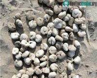 Ảnh "Khoai tây lạ" trên biển bỗng dưng động đậy, khiến ai nấy đều thất kinh