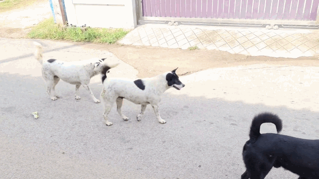 Ảnh Bị chó đuổi bắt, trăn khủng sợ hãi leo lên cột điện tránh nạn