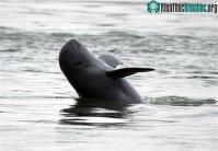Ảnh Tại Lào: Cá heo nước ngọt Irrawaddy chính thức tuyệt chủng 