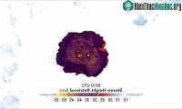 Ảnh Núi lửa phun cột tro bụi cao lên tới 58.000m, tới tận tần trung lưu của khí quyển